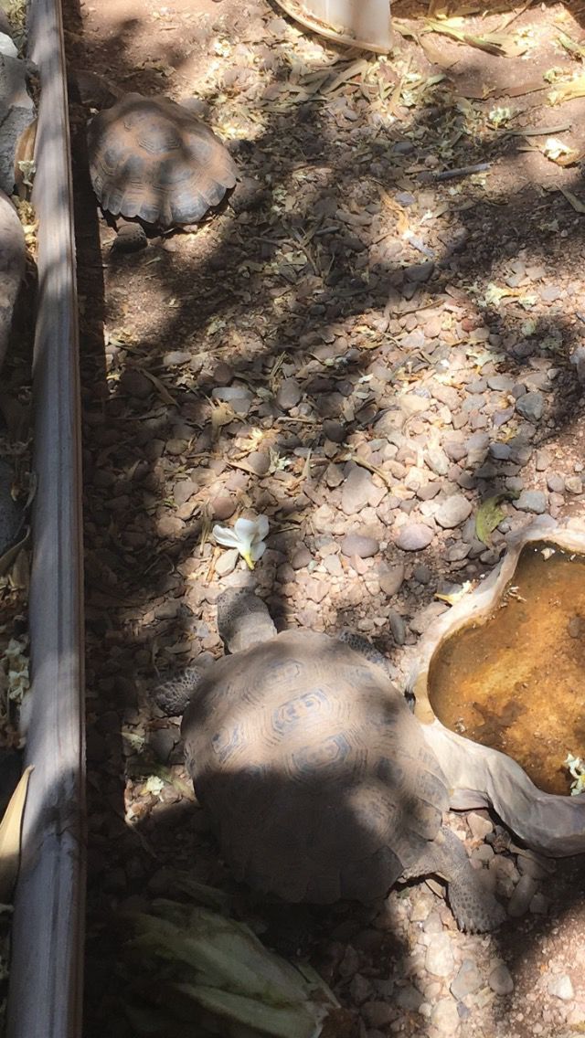 Share your desert tortoise photos